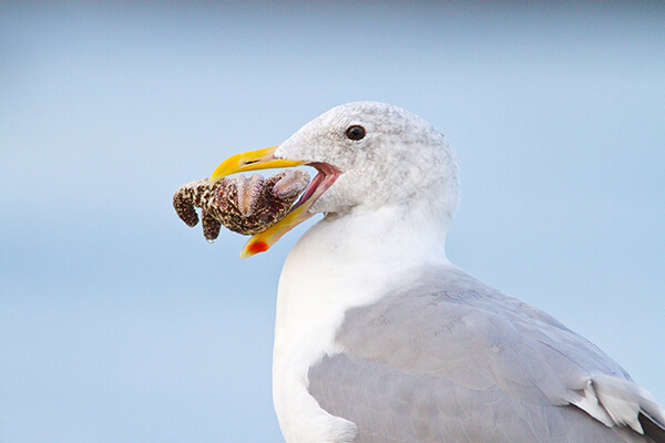 A gull with a sea star in its mouth.