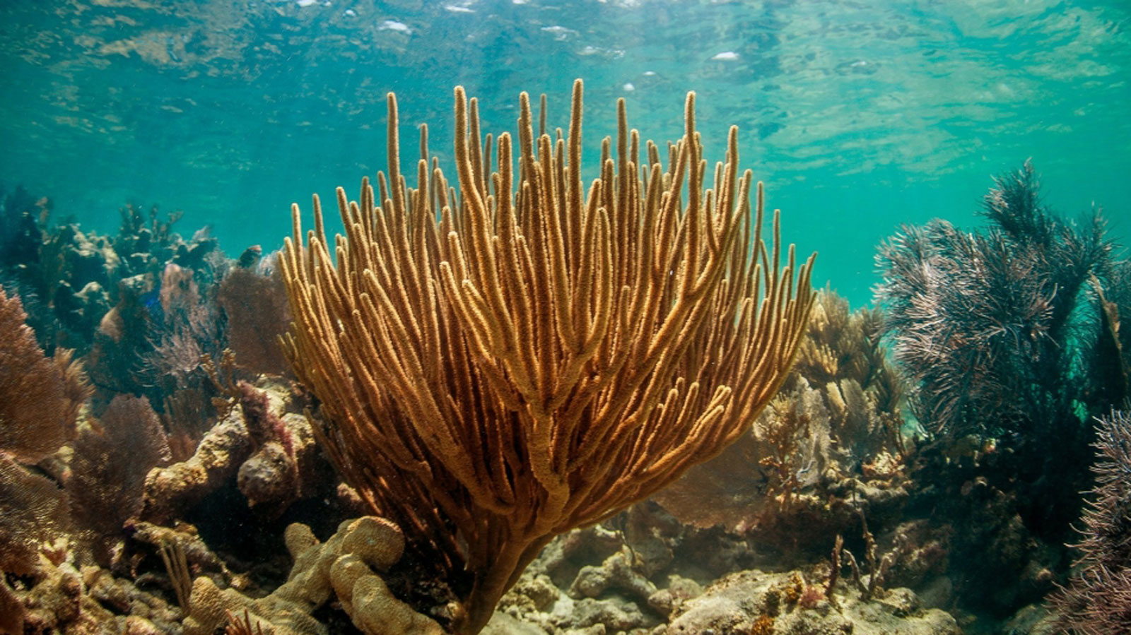 Coral fan on a reef