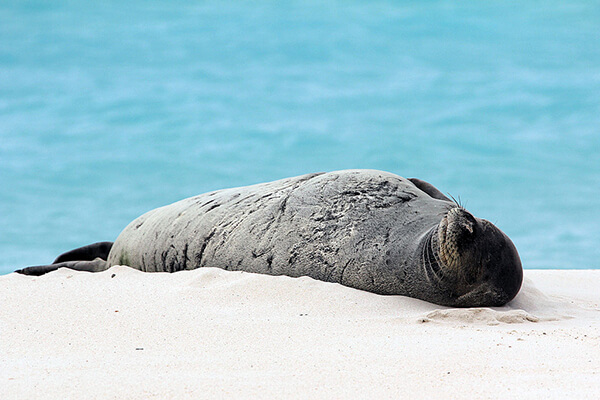 Seal rests on the beach.