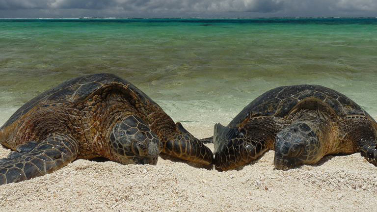 Two turtles lying on the beach sand