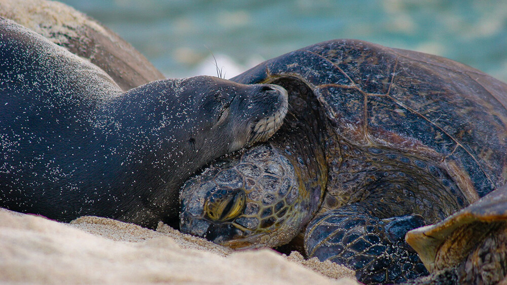 a Hawaiian monk seal rests its head on a green sea turtle while laying on a beach