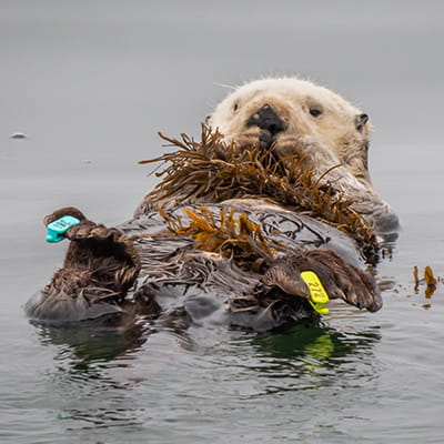 a floating sea otter wrapped in kelp