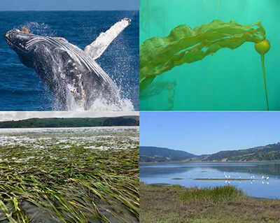 top left a breaching whale; top right: kelp bending with the current; bottom left: bent over sea grass; Bottom right: a small body of water with hills in the background
