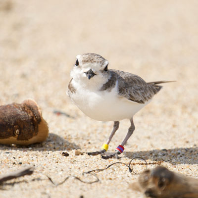 A western snowy plover on the shoreline