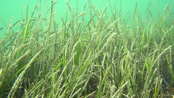 closeup image of seagrass