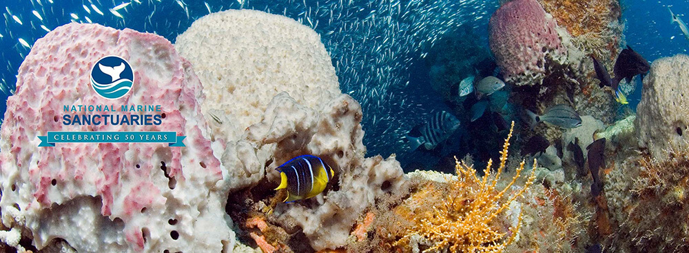 fish swimming around a coral reef