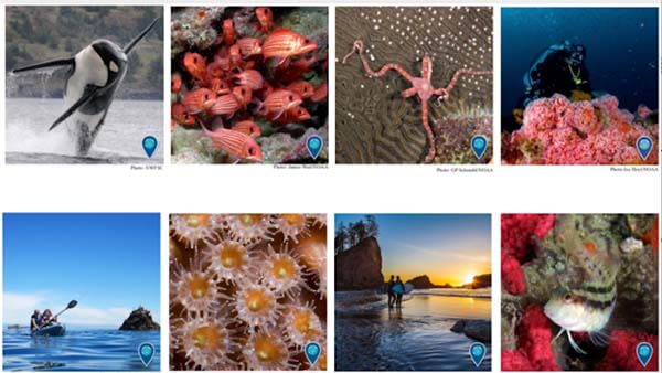 various photos of marine life