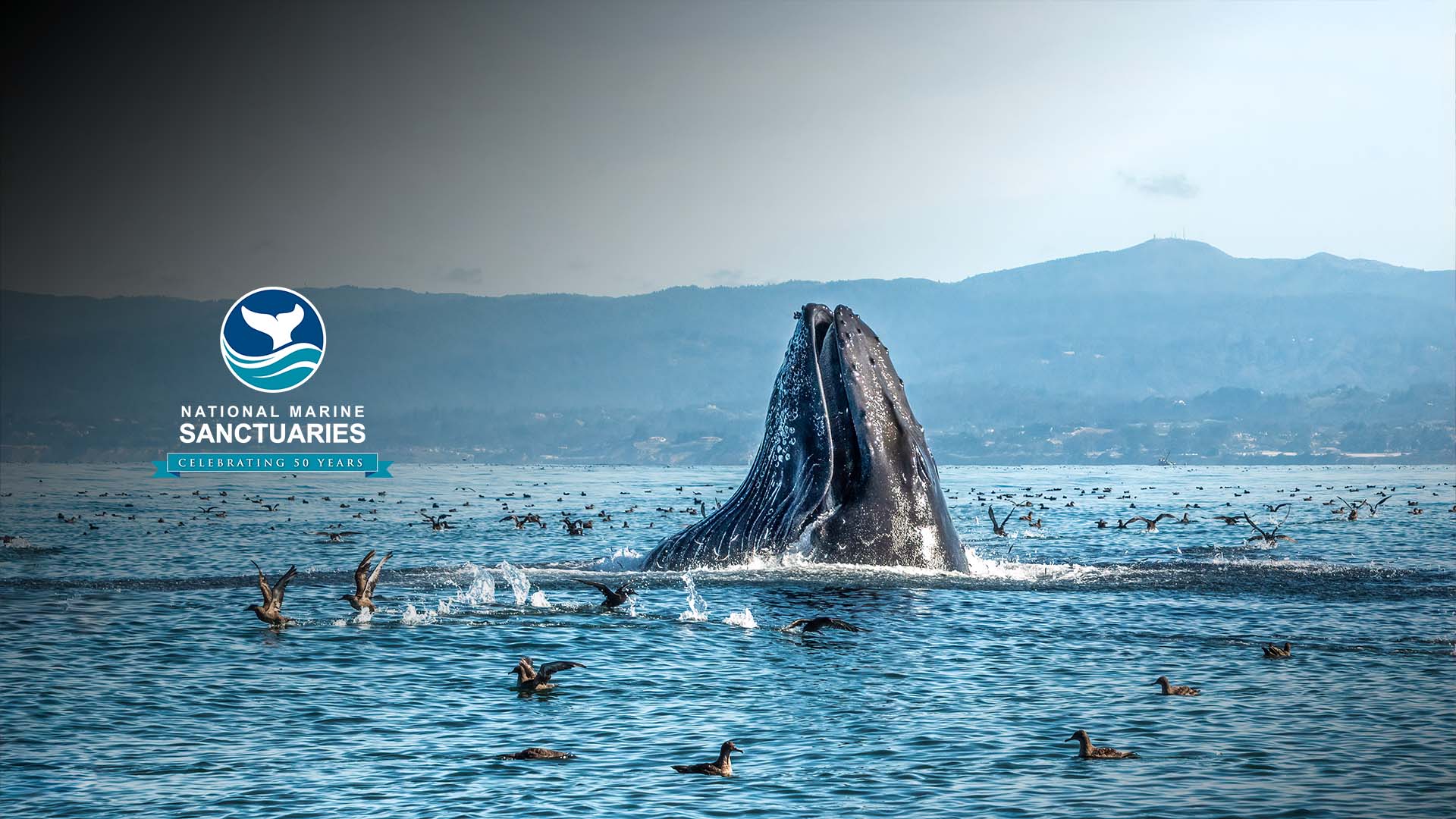 a picture of a whale breaching the water with the words national marine sanctuaries celebrating 50 years