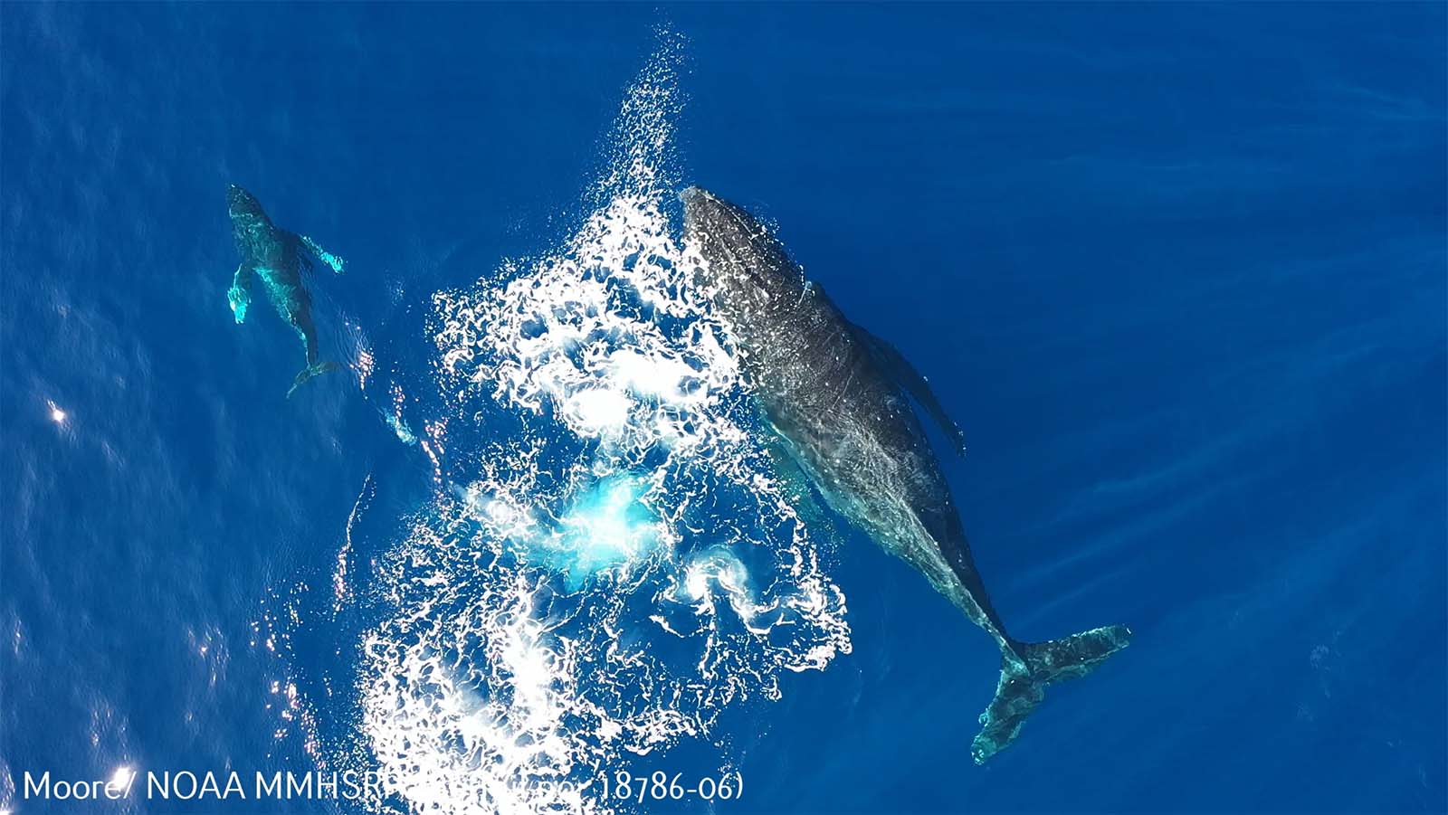 an aerial view of an adult and calf humpback whale