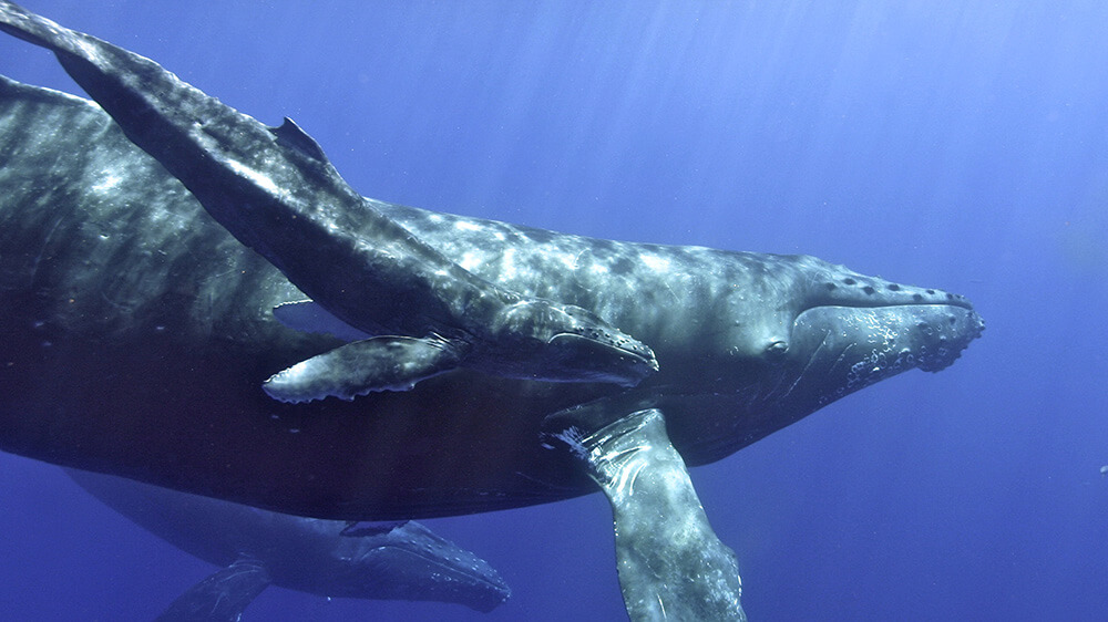 a humpback whale mother and calf