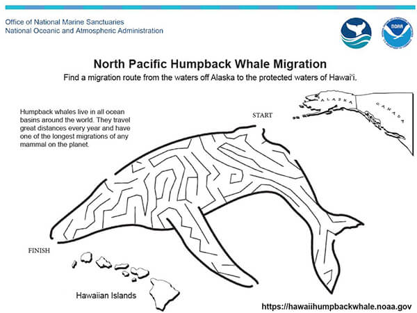 humpback whle maze