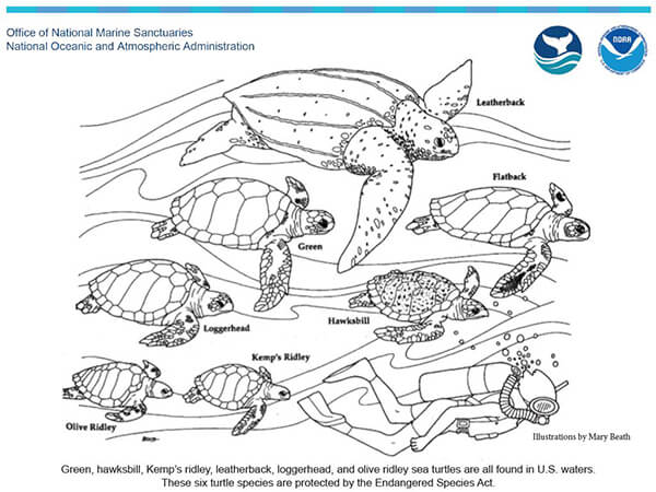 Sea turtle coloring activity