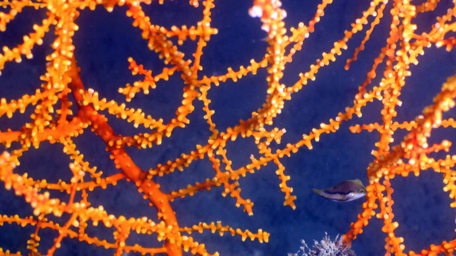 closeup of a orange coral