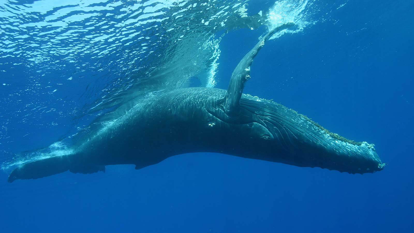 a humpback whale