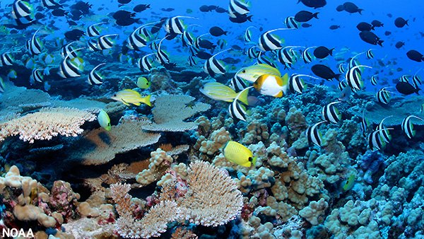 many different species of fish swimming over a coral reef