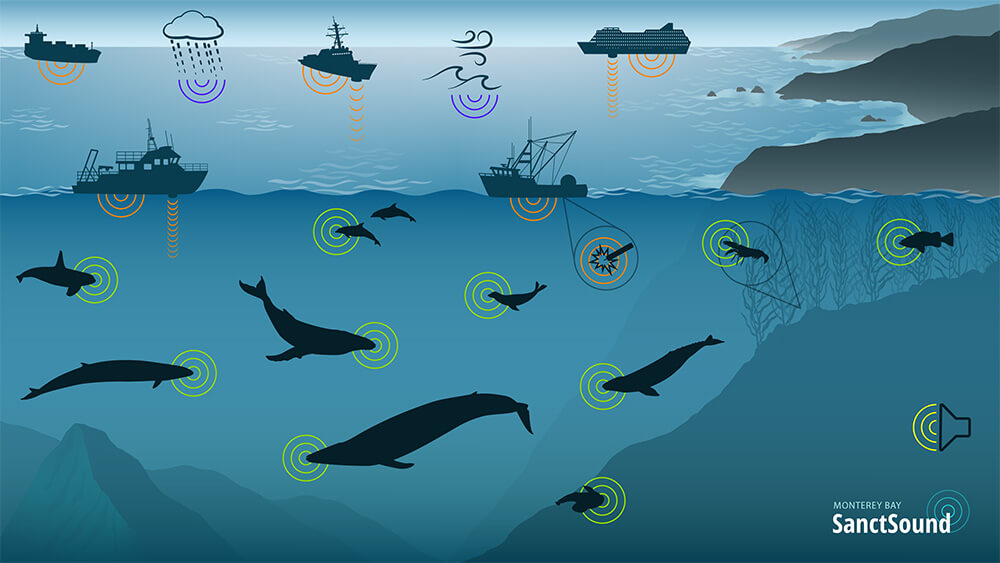a schematic of a coastline above and below the water showing silhouettes of various wildlife as well as ships, fishing vessels, storm clouds, and other sources of sound