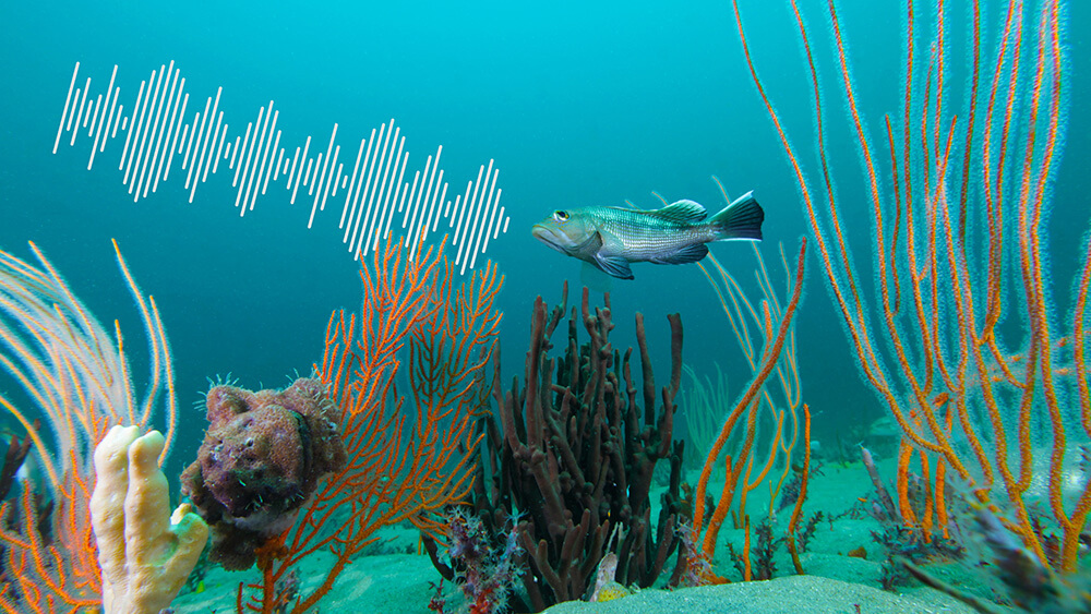 a graphic of a fish swimming through a reef with sound waves coming from its mouth