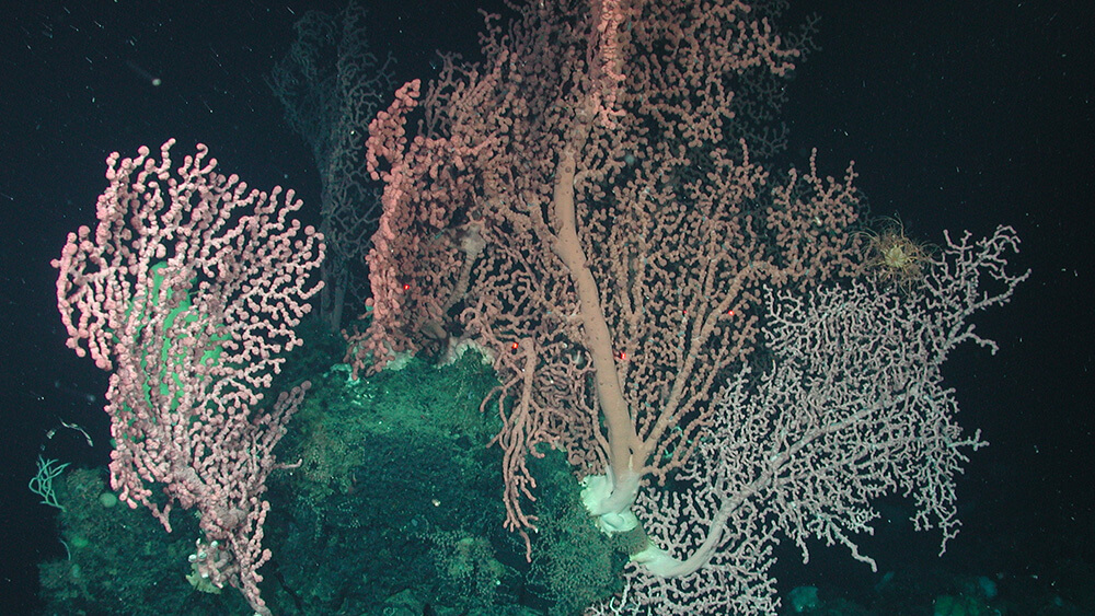 several pink, branching corals