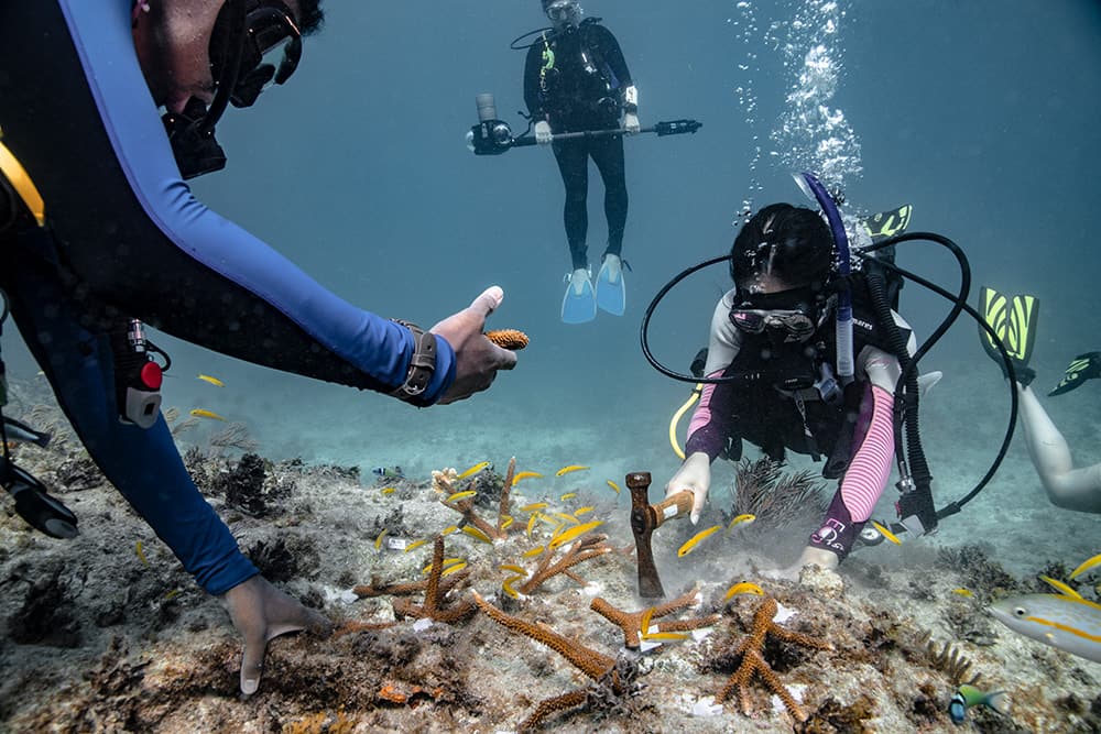 divers planting coral