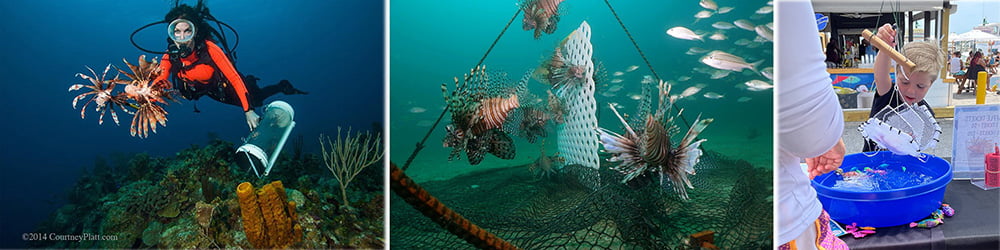 left to right: diver holding two lionfish in one hand and a cage in the other while swimming above a reef, many lionfish resting in a trap, a child testing a model of a lionfish trap