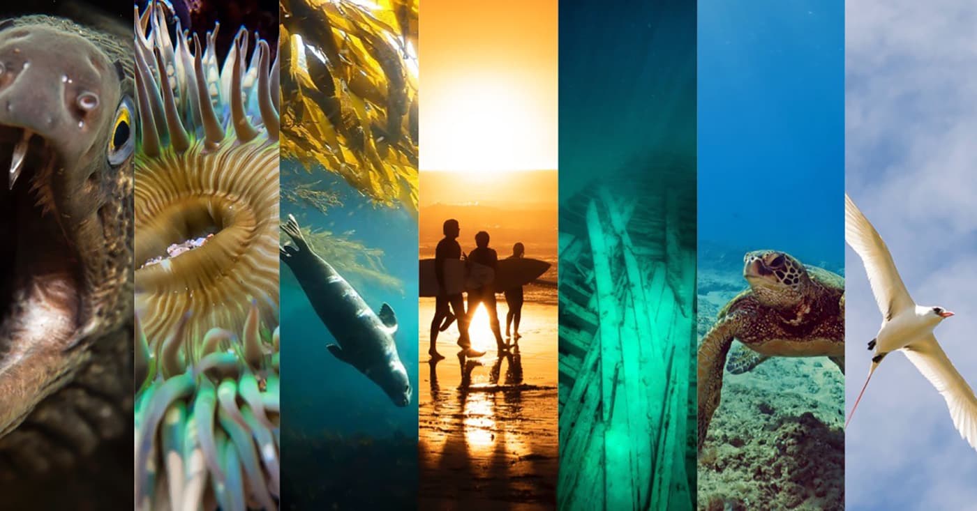 a collage of images showing an eel, an anemone, a sea lion, surfers on a  beach, a shipwreck, a sea turtle, and a tropic bird in flight