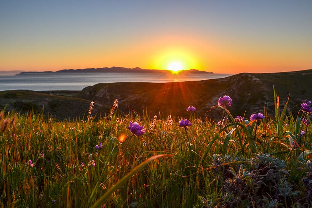 the sun rising over the ocean and islands in the distance with purple flowers in the foreground