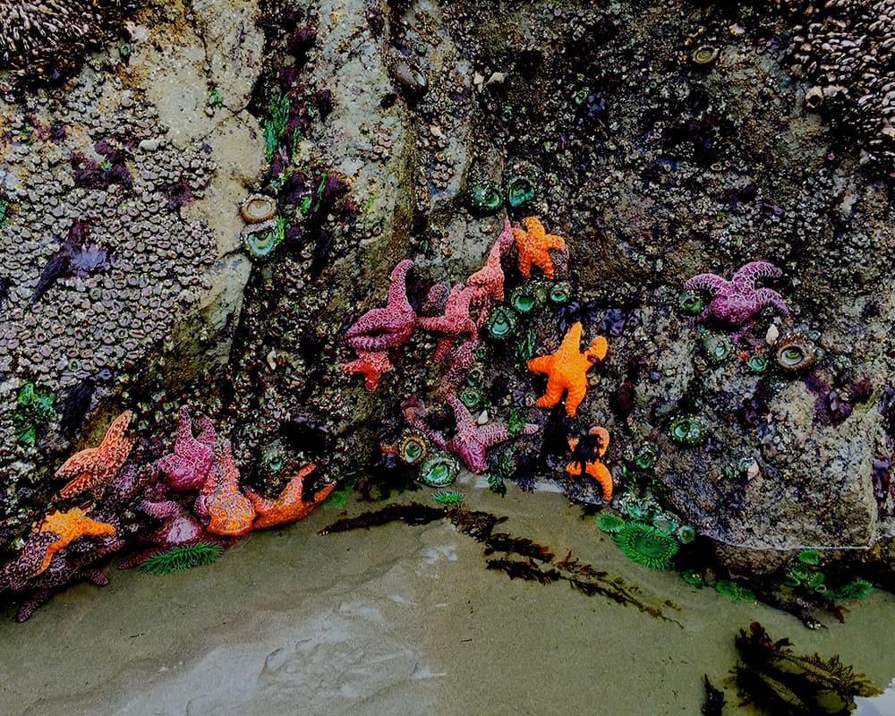 colorful sea stars and green anemones on rocks with a small amount of water in a tidepool
