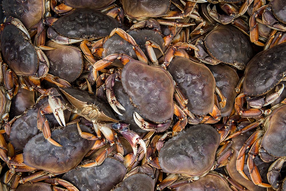 several living dungeness crab that have been harvested sit in a large pile