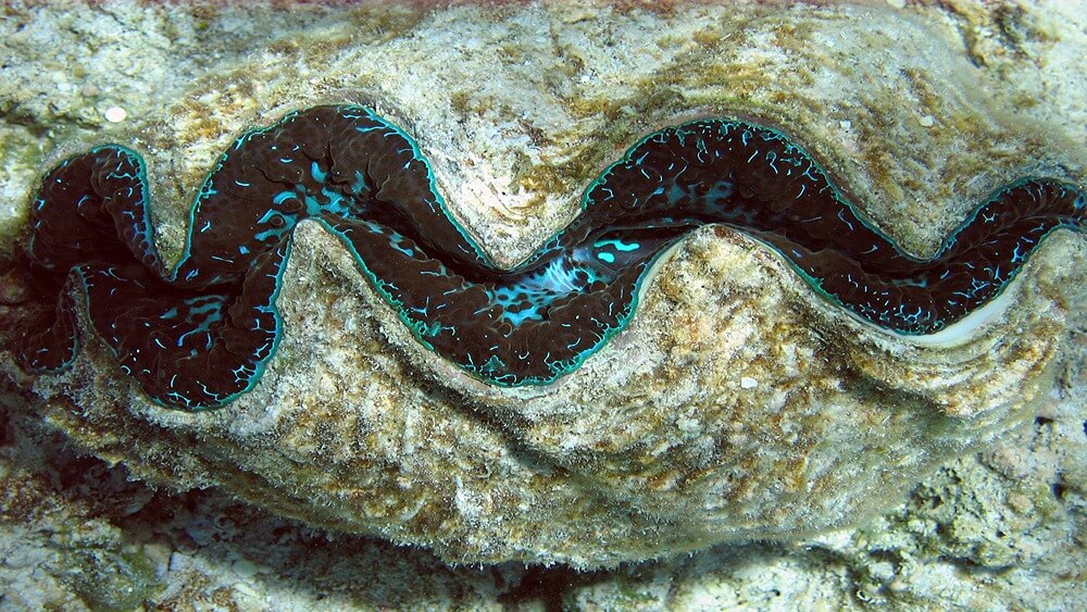 Image of a giant clam underwater.