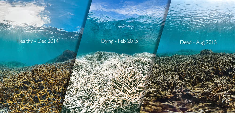 three side by side images of a thicket of staghorn coral over three differnt time periods. From left to right: healthy coral in December 2014, dying coral in February 2015, and dead coral in August 2015.