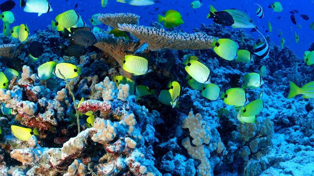 Yellow and black spotted fish, black fish, and white fish with black stripe swimming on a coral reef at French Frigate Shoals in Papahanaumokuakea Marine National Monument.