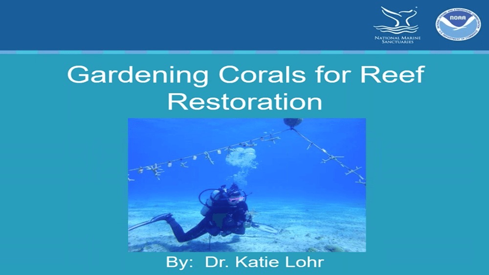 Presentation slide for Gardening Corals for Reef Restoration with photo of presenter conducting reef restoration data collection while scuba diving.