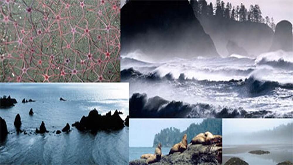 Collage of photos from Olympic Coast National Marine Sanctuary, from left to right and top to bottom: Pink and purple sea stars connected above sand, aerial view of rock formations in water, tall cliffs with trees over several ocean waves crashing, six seals laying on rock with water in background, foggy beach.