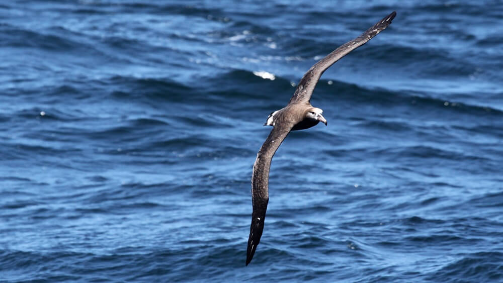 A black-footed albatross soars over Cordell Bank National Marine Sanctuary. Image: NOAA