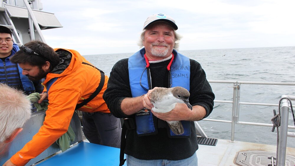 Stellwagen Bank National Marine Sanctuary research coordinator Dr. David Wiley holds a shearwater examined as part of his research project looking at seabirds in the sanctuary.