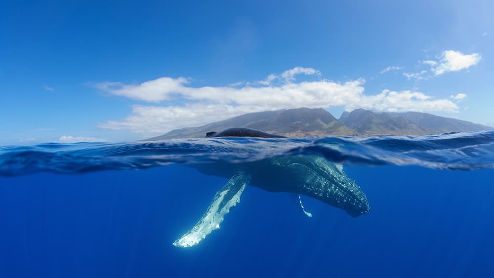 a splitshot of a humpback whale viewed from both above and below the water