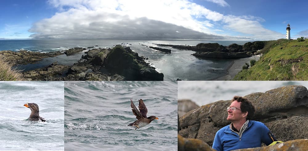 top: lighthouse overlooking a rocky shoreline; bottom left to right: a rhinoceros auklets swimming: a rhinoceros auklets taking flight from the water; Dr. Eric Wagner look to the sky