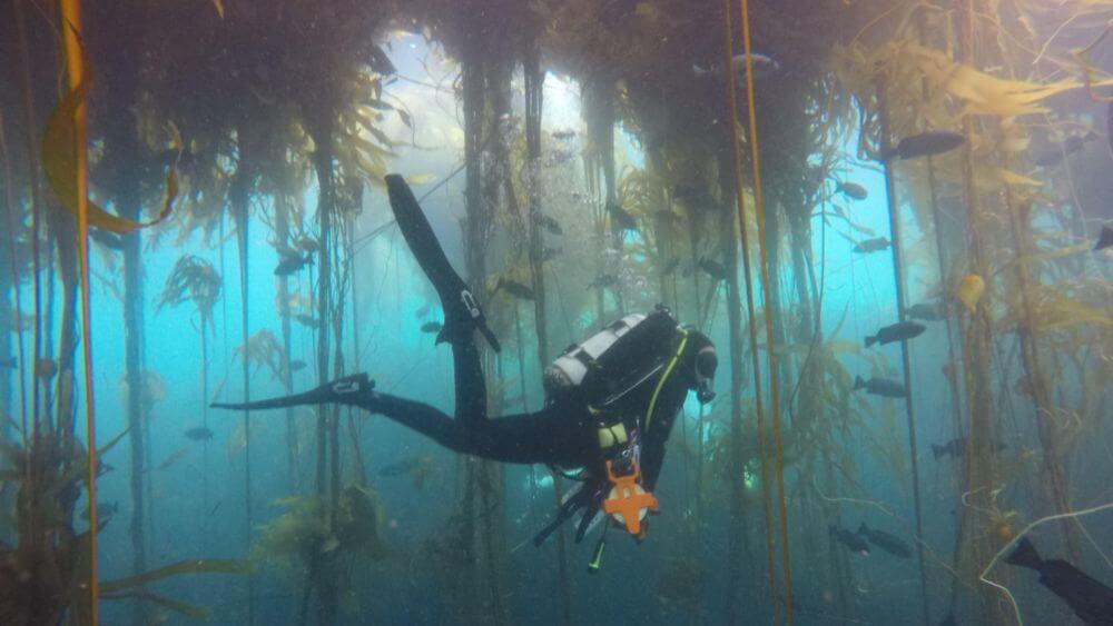 A scuba diver in a wetsuit carries a transect tape as he swims through a kelp forest in NOAA’s Monterey Bay National Marine Sanctuary.