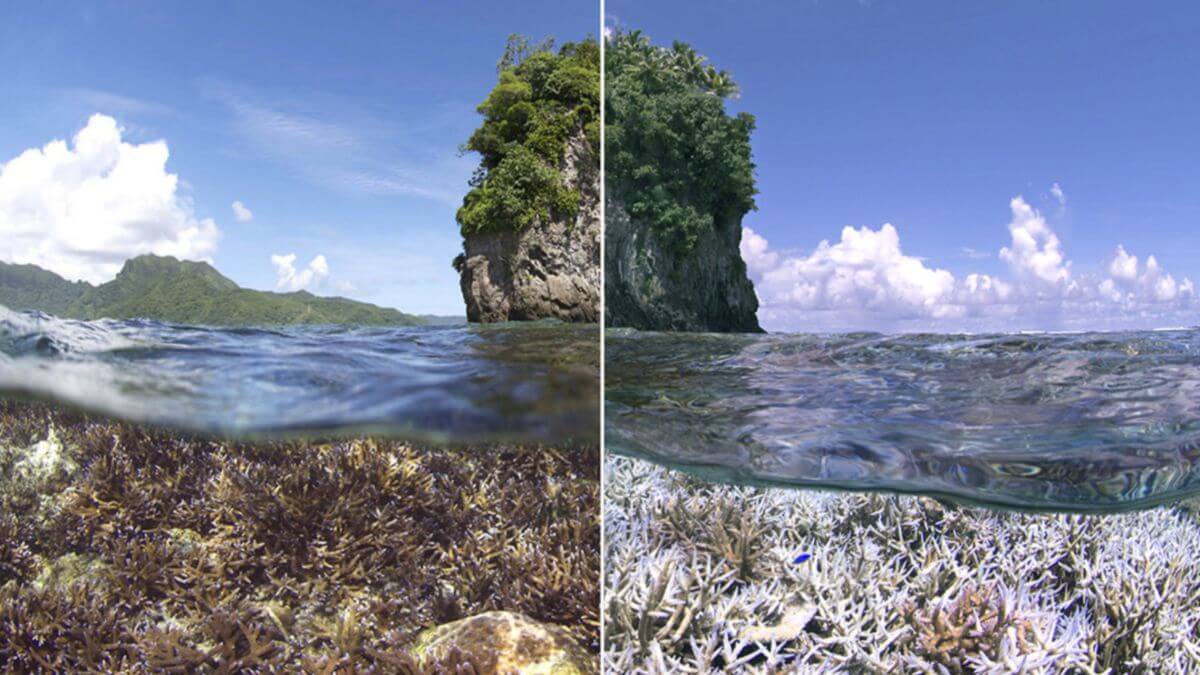 Above/below photograph of a coral reef ecosystem that is healthy on the left side and bleached on the right side indicating impact related to climate change.