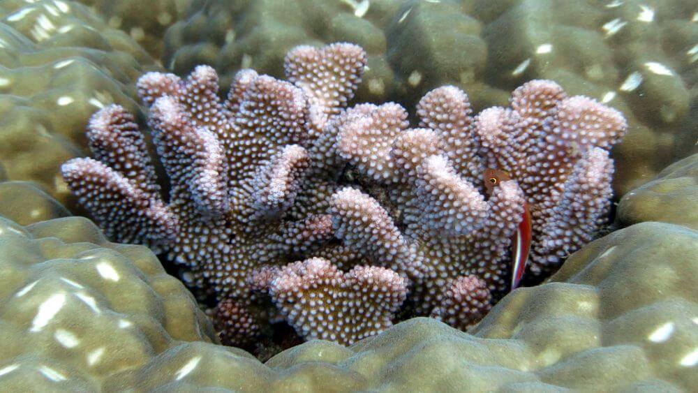 coral on Big Momma
