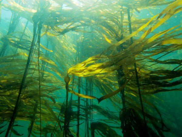Bull kelp forest