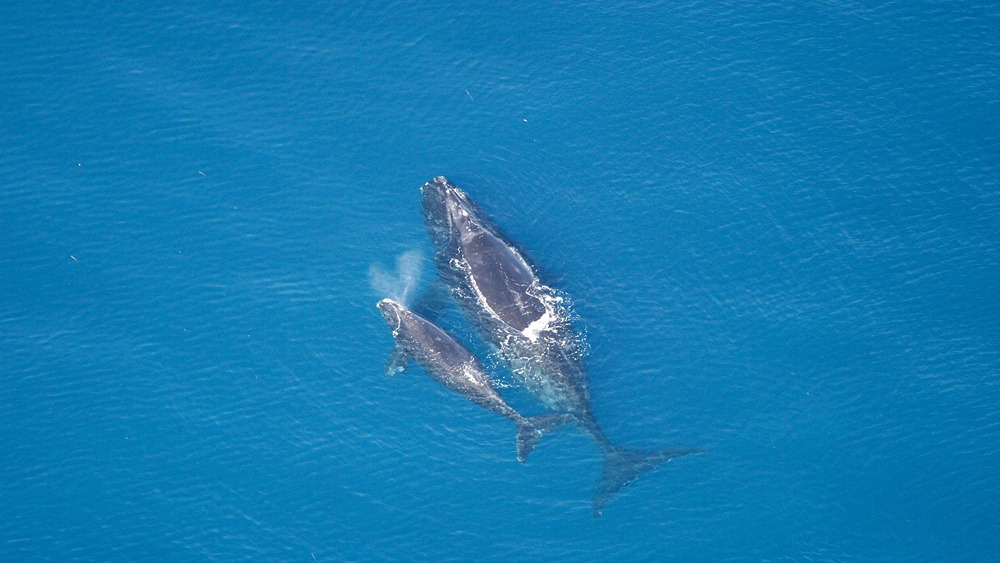 two right whales at the surface of the water are seen from above