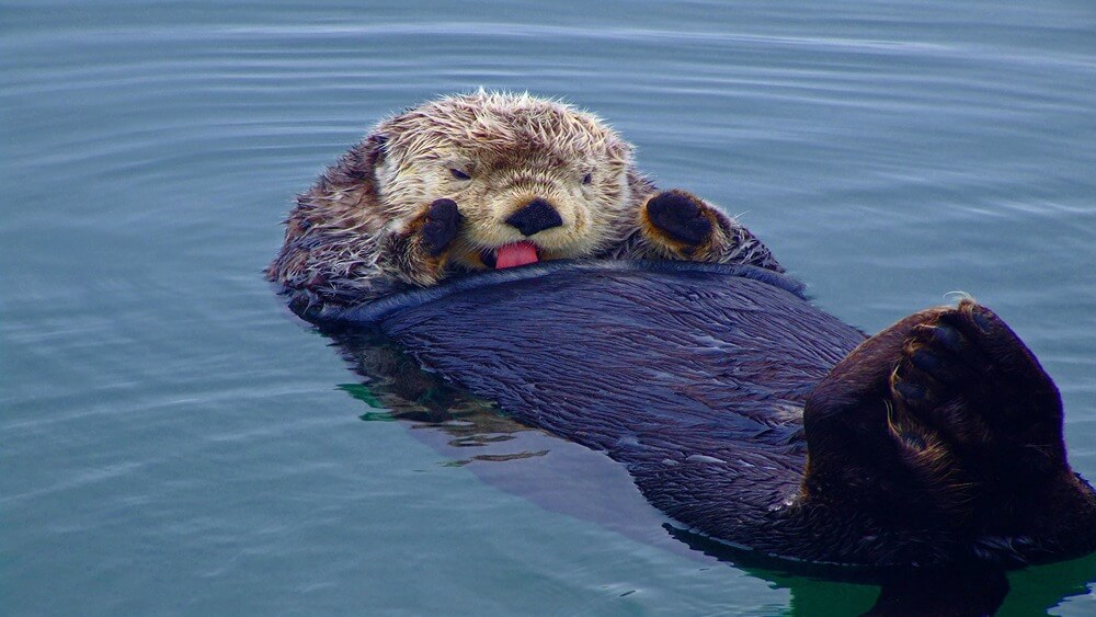 a sea otter floats on its back at the surface of the water