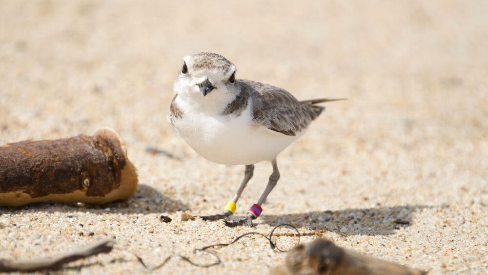 A small white and gray bird on the sand next to three branches of driftwood)