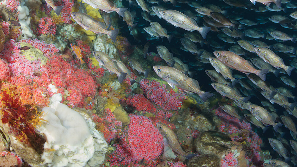 corals in cordell bank