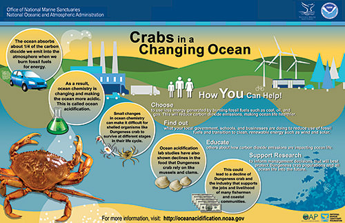 infographic poster shares the Dungeness crab and ocean acidification story visually
