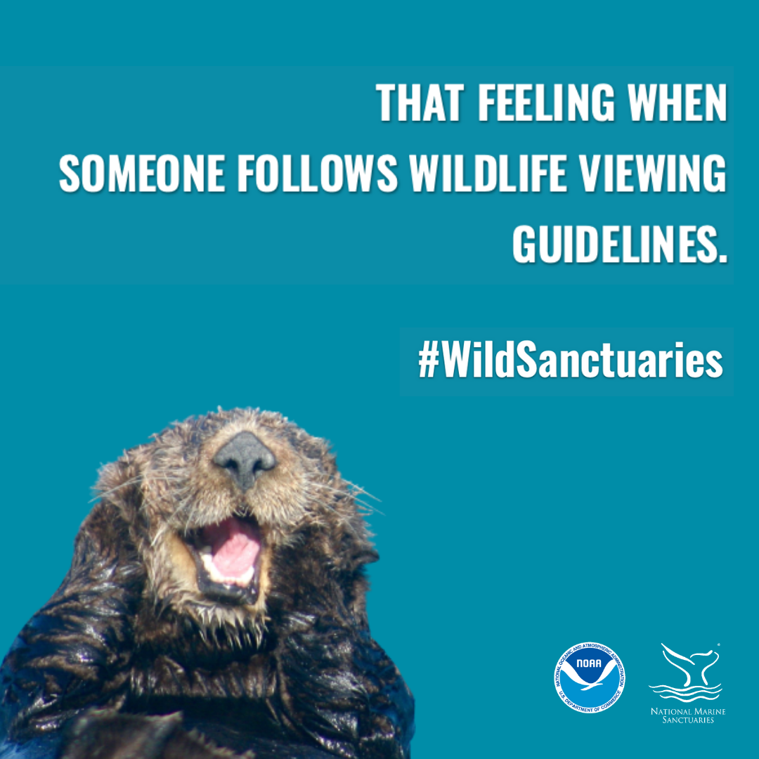 that feeling when someone follows wildlife viewing guidelines graphic