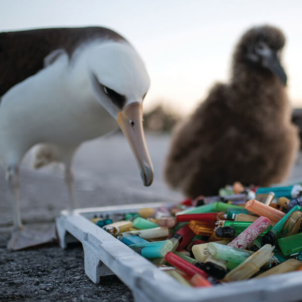 An albatross examines a pile of plastic