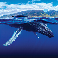 A humpback whale just beneath the surface