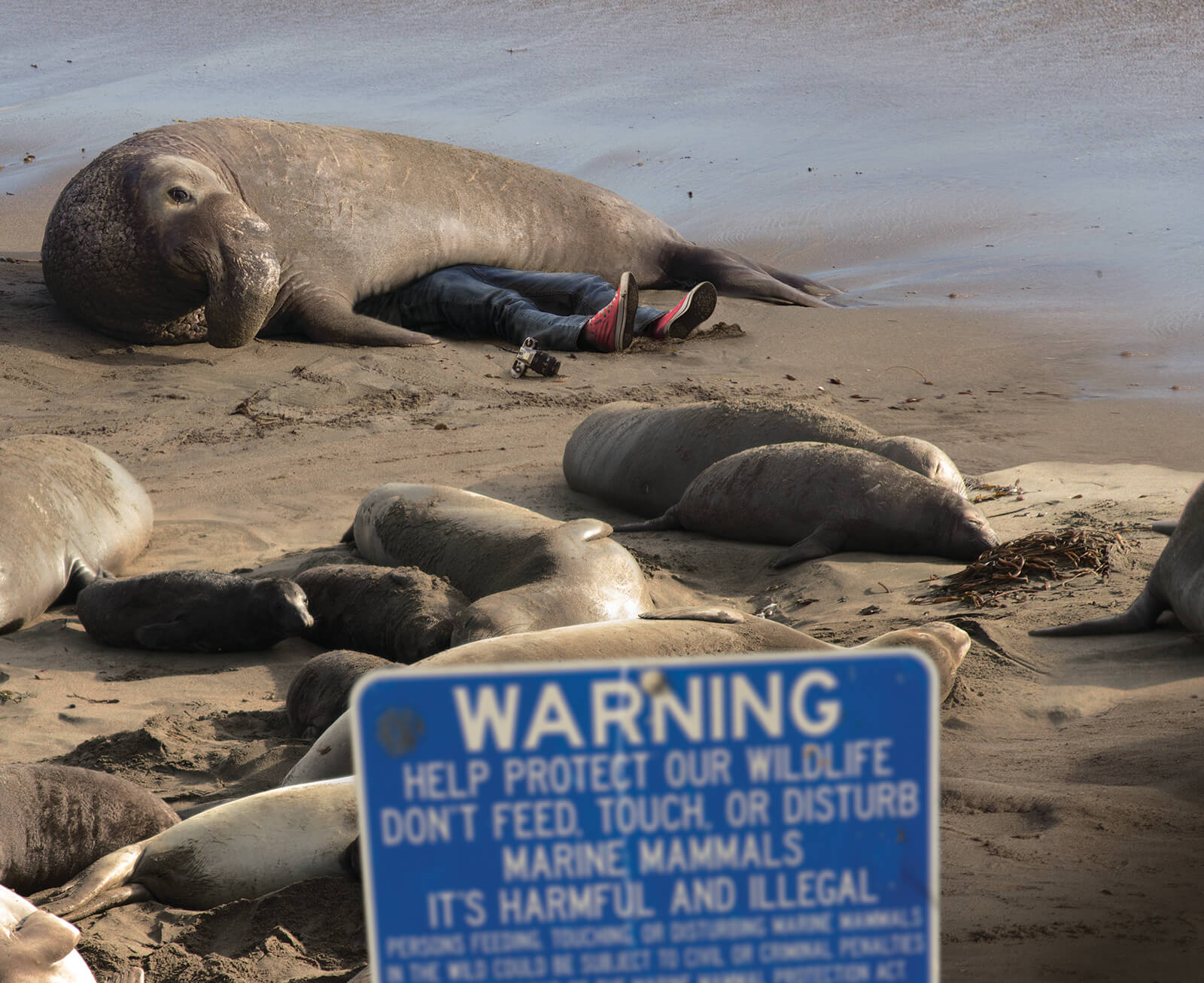 An elephantseal lays on top of a man